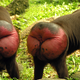 Illustration for article titled 9 Breathtaking Photos Of Nature With A Generous Helping Of Those Red-Assed Monkeys